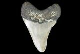 Fossil Megalodon Tooth - North Carolina #99856-2